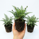 Soft Shield Fern Polystichum Plumosum Densum Plants (Set of 3 or 6)