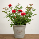 3Ltr Red Patio Rose Plant in Nursery Pot, Outdoor Pots