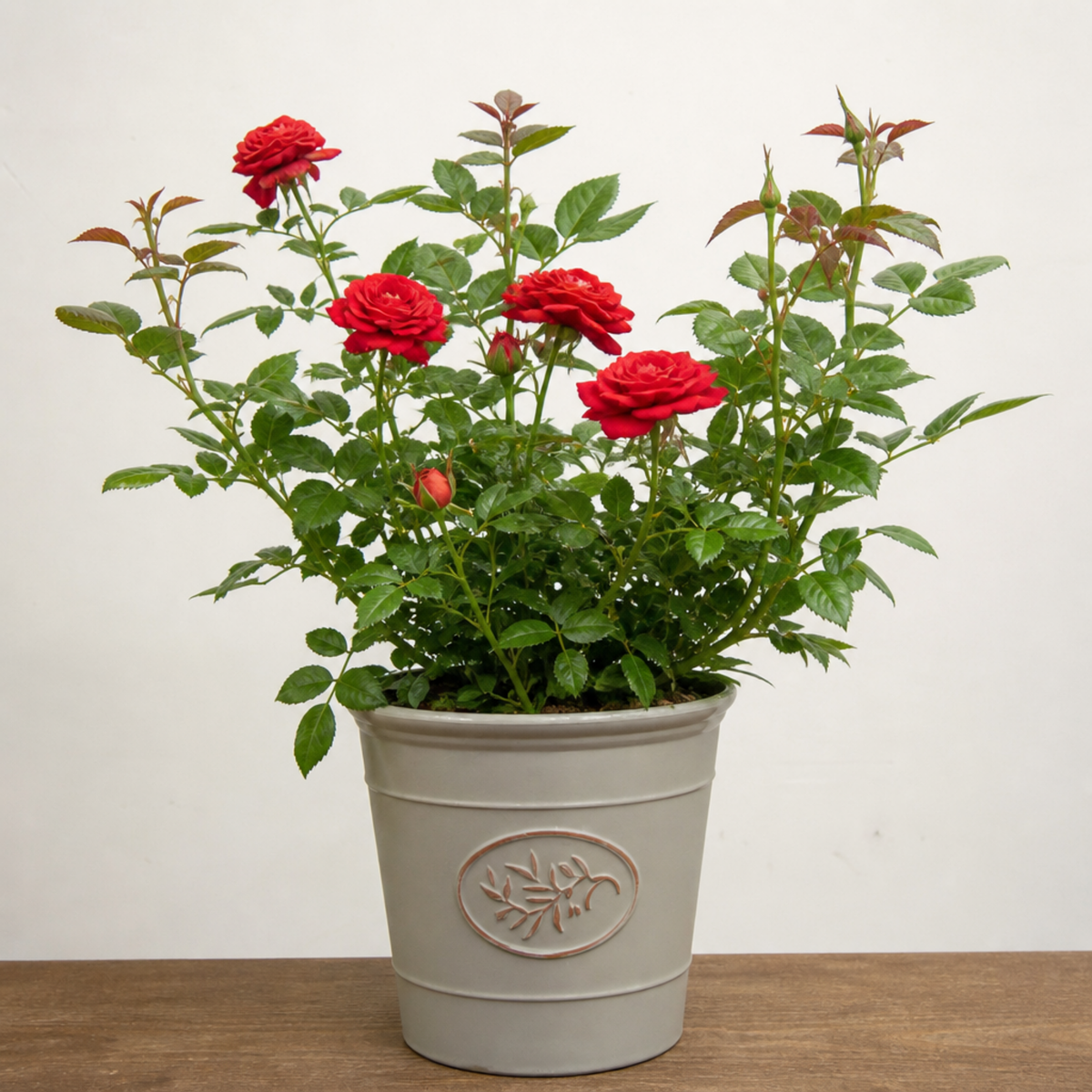 Patio Rose, Red – Compact Repeat Flowering Rose (3L Pot)