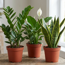 3 Low Light Houseplants Plant (1L Pot)