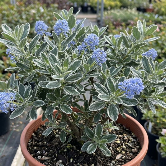 Ceanothus 'Cool Blue' (Californian Lilac) – Compact Evergreen Shrub (3L Pot)