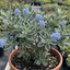 1 Ceanothus Cool Blue Plant, Hardy Blue Flowering Evergreen Shrub, California Lilac, 3 Litre Root Ball