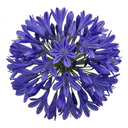 Agapanthus Northern Star Plant (2L Pot)