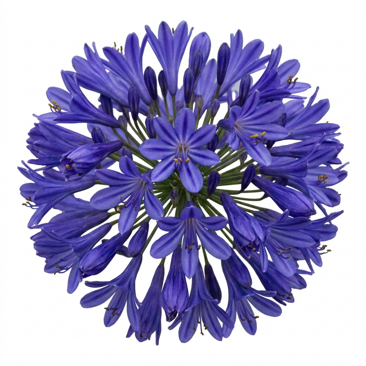 Agapanthus 'Northern Star' (African Lily) – Summer Flowering Perennial (2L Pot)