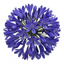 1 Large Plant - Agapanthus Northern Star, Ready to Plant in Your Garden, 2L Pot