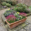 Set of 3 or 6 Saxifrage Marto Rose Hardy Alpine Evergreen Perennial Plants, Pink Rockery Ground Cover, Outdoor Garden Ready, 1 Litre Root-Ball