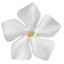 1 Vinca Minor Gertrude Jekyll Plant, Hardy Evergreen Periwinkle Ground Cover, 17cm Root-Ball