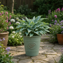 3Ltr Hosta Tears from Heaven, Shade Perennial, Nursery Pots