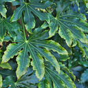 Fatsia Camouflage Plant