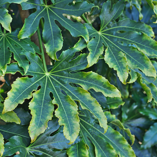 Large palmate Fatsia japonica 'Camouflage' leaves, glossy deep green with pale yellow-green mottling
