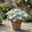 1 Senecio Angel Wings Silver Leaf Perennial Plant, Drought Tolerant, Garden Ready, 23cm/5L Root Ball