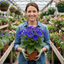 1 Senetti Kobalt Blue Pericallis Daisy Plant, Vibrant Outdoor Summer Bedding, 17cm Root Ball