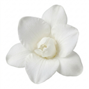 Freesia White River Perennial Plants