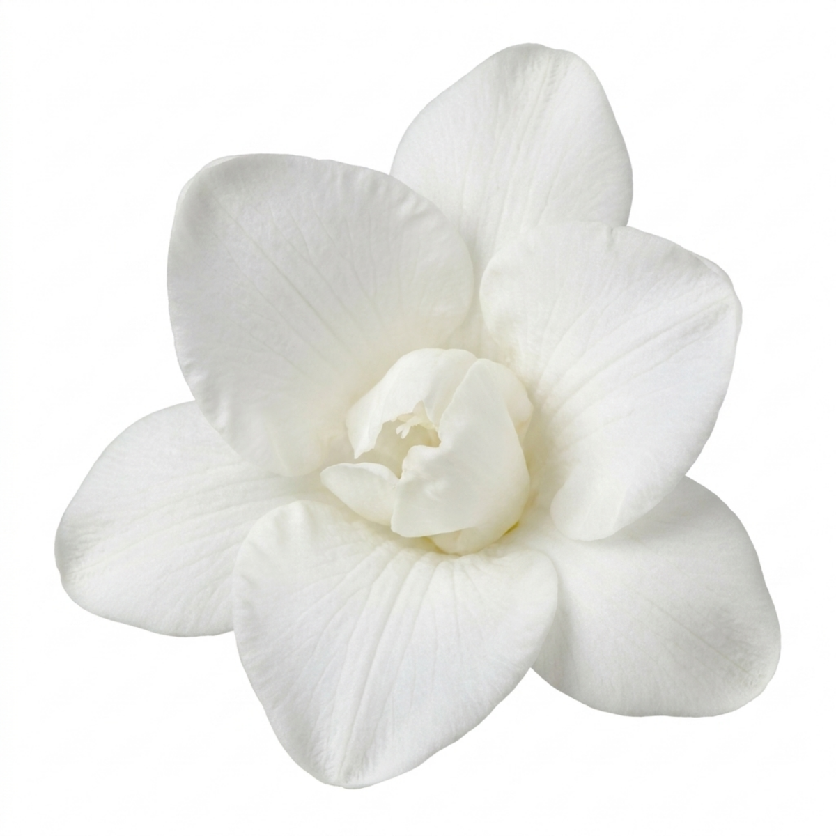 Freesia 'White River' – Fragrant Summer Perennial (2L Pot)