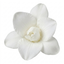 1 Freesia White River Perennial Plant, Fragrant Scented Summer Flowers, Outdoor Garden Ready, 17cm Root-Ball