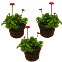 Red Colour Flowers Plants (Set of 3 or 6)