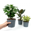 Coffea Arabica Plant (1L Pot)