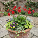 Geum Mrs Bradshaw Plants (Set of 3 or 6)