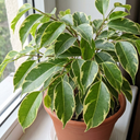 Ficus Twilight Weeping Fig Indoor Plants
