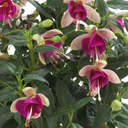 Fuchsia Diva White & Violet Plants (Set of 3 or 6)
