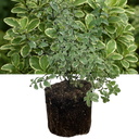 Pittosporum Malahide Plant