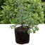 Pittosporum Malahide