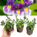 Nemesia Nuvo Blue Bicolour Plants (Set of 3 or 6)