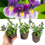 Set of 3 or 6 Large Plants - Nemesia Nuvo Blue Bicolour, Ready to Plant in Your Garden