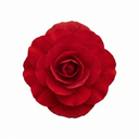 Begonia Non Stop Mocca Scarlet Plant (5L Pot)
