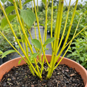 Cornus Flaviramea Yellow Twig Dogwood Plants