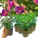 Fuchsia Diva Light Pink & Purple Plants (Set of 3 or 6)
