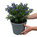 Ceanothus Concha Plant (5L Pot)