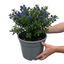 1 Ceanothus Concha, 7.5 Litre Californian Lilac, Blue Flowering Evergreen Shrub, Root-Ball