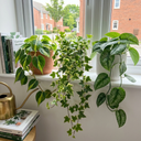 3 Trailing Jungle Houseplants Plant (1L Pot)
