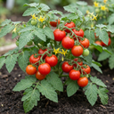 Tomato Crokini Variety Plants (Set of 3 or 6)