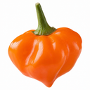 Chilli Pepper Hanging Basket, 25cm Pots, Orange GYO