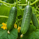 Cucumber Tasty Green Plants