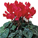 Cyclamen Flame Scarlet Plant