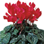 Cyclamen Flame Scarlet
