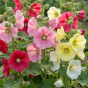 Hollyhock Growers Mix Hardy Cottage Garden Perennial Plants (Set of 3 or 6)