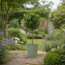 2L Bay Tree, Laurus Nobilis, Evergreen Culinary Herb, Pots