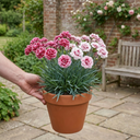 Cocktail Pink Dianthus Cosmopolitan Plants