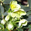 1 Large Plant - Hellebore Argutifolius, Ready to Plant in Your Garden, 2L Pot