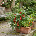 Growers Selection Cherry Tomato Patio Plants (Set of 3 or 6)