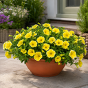 Petunia Bees Knees Plants