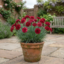 Carnation Capitan Cook Dianthus Plants