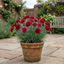 1 Carnation Capitan Cook Dianthus Plant, Fragrant Summer Flowering Hardy Perennial, 2Ltr Root Ball