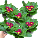 Primrose Purple Plant