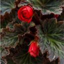Begonia Non Stop Mocca Scarlet Plant (5L Pot)