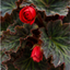 1 Large Plant - Begonia Non Stop Mocca Scarlet, Outdoor Garden Ready, 5L Pot